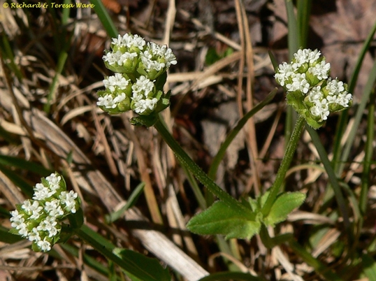 {Valerianella radiata}